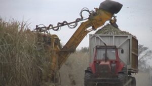 Clima y zafra 2026: el impacto de las lluvias en el motor económico y social del NOA